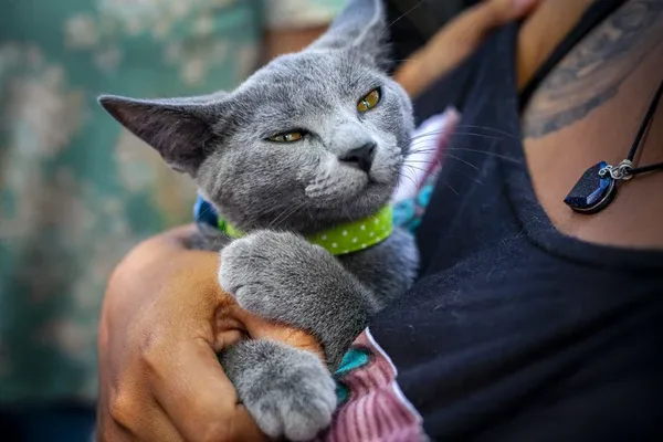 Affectionate grey cat ready for cuddles, highlighting grooming-friendly coat