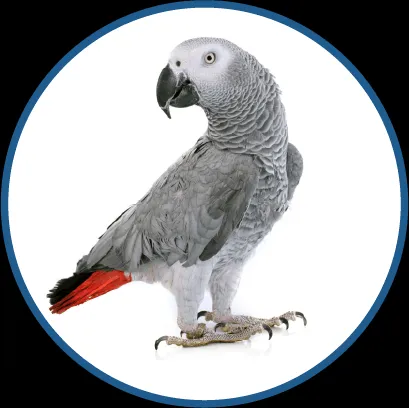 African Grey parrot illustration