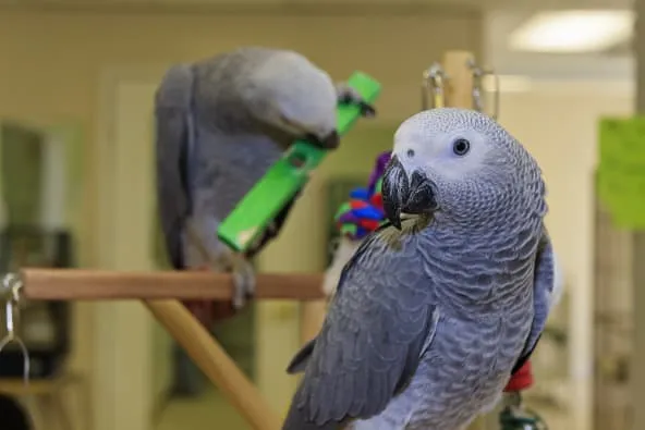 African Grey Parrot perched intelligently, known as a smart type of pet bird