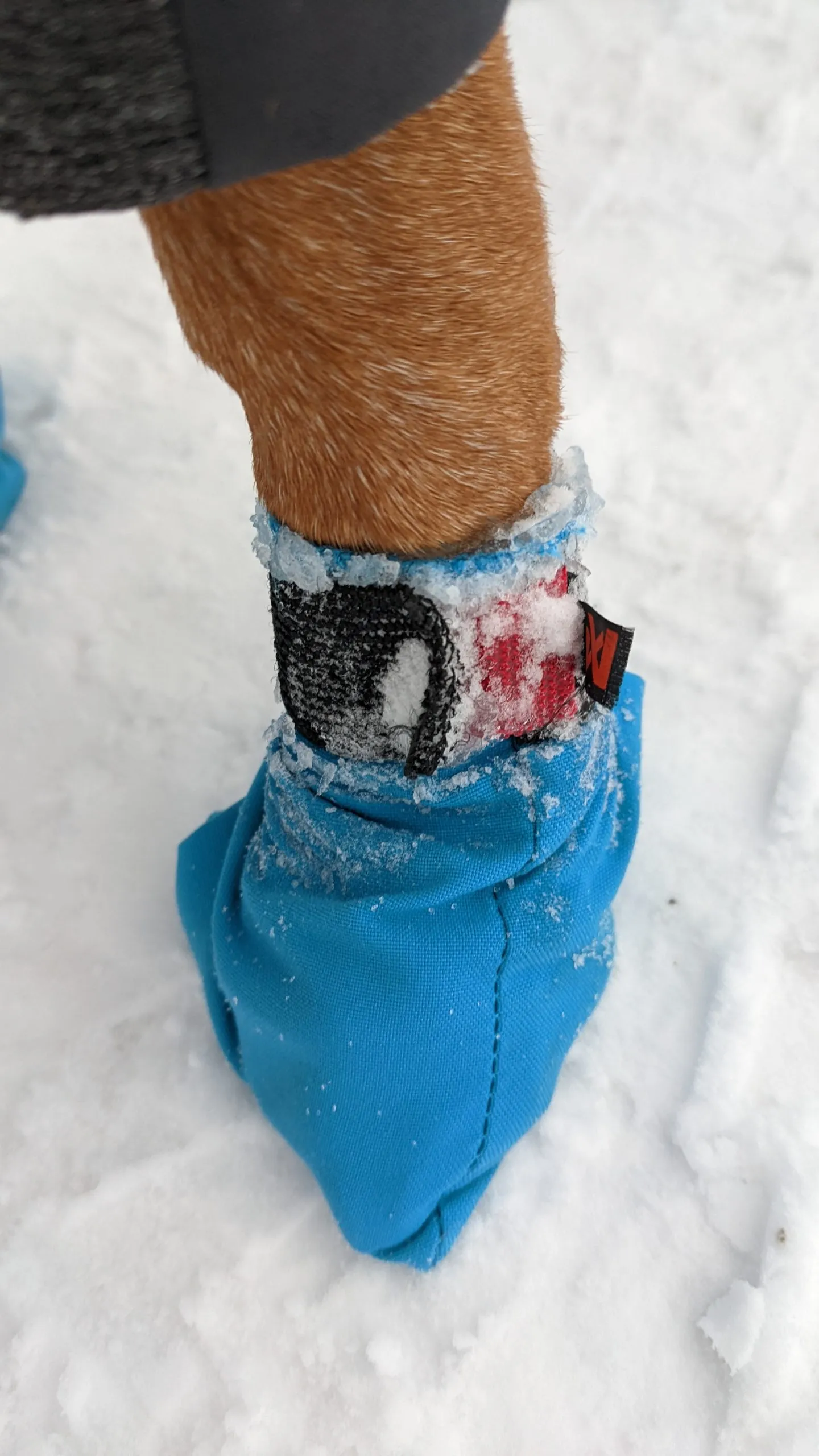 After 2.5 hours in the snow, ice buildup is visible on a dog's paw with a Musher's bootie