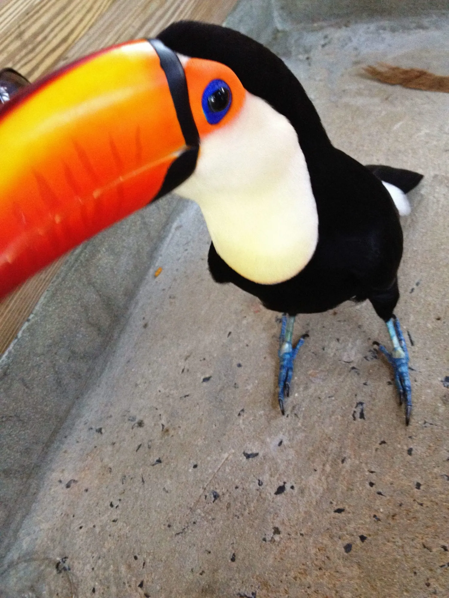Aggressive territorial display between toucans