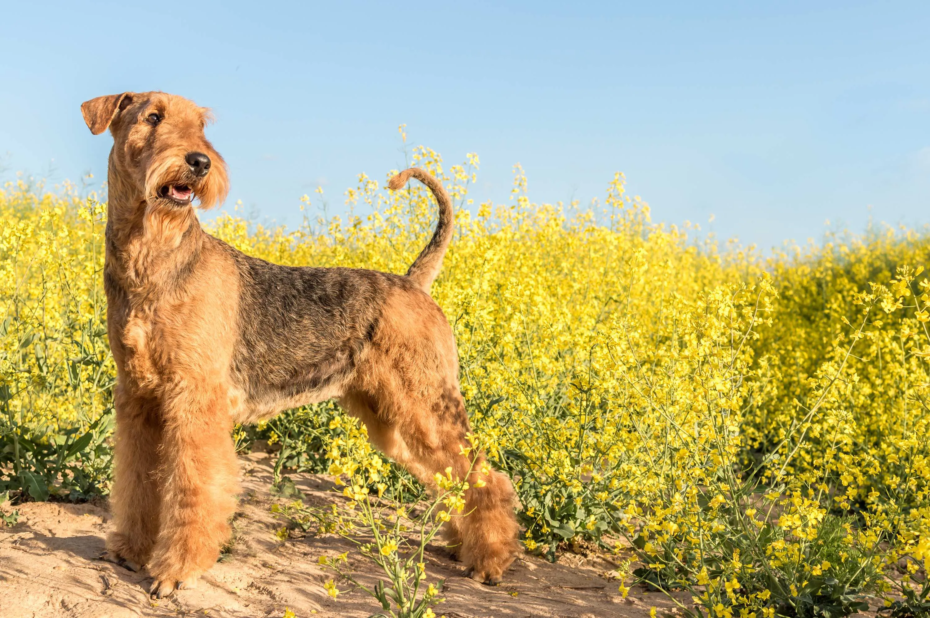 Airedale Terrier standing proudly amidst yellow flowers, showcasing its regal and athletic build