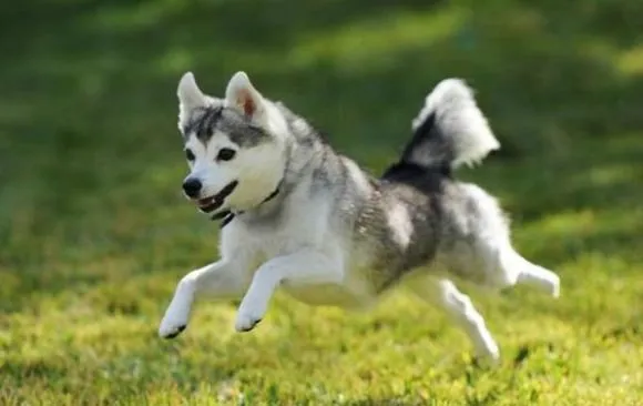 Alaskan Klee Kai in snowy terrain