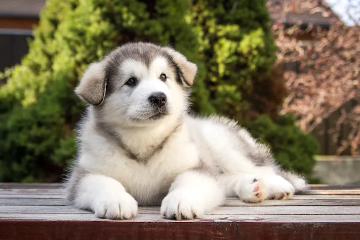 Alaskan Malamute puppy laying down outdoors