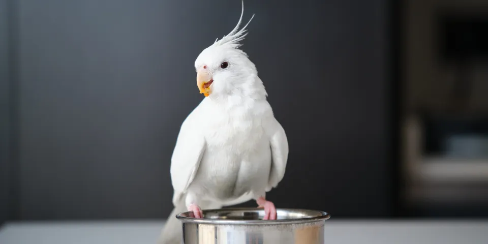 Albino cockatiel eating from metal dish