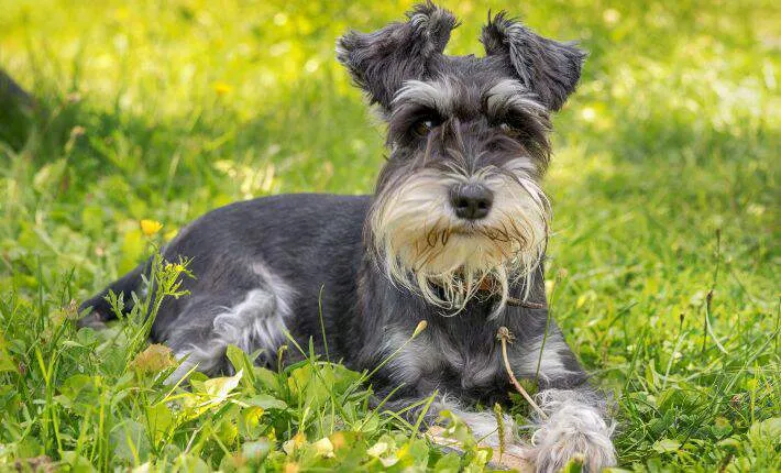 Alert Miniature Schnauzer with its characteristic beard sitting in green grass