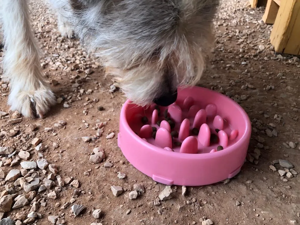 Alex, a curious dog, pausing to consider his strategy while eating from the Jasgood Slow Eating Dog Bowl