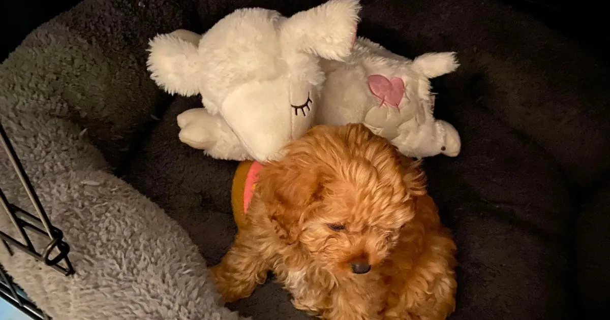 All For Paws Heart Beat Sheep comforts puppies with a simulated heartbeat to ease anxiety