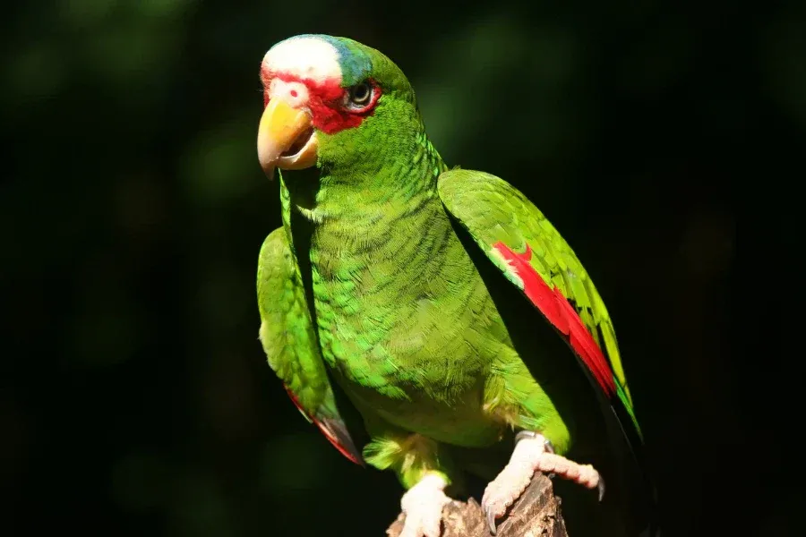 Amazon Parrot exhibiting vocal and cognitive skills