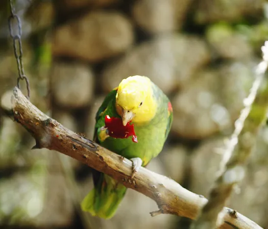 Amazon parrot perched on a swing while enjoying its meal