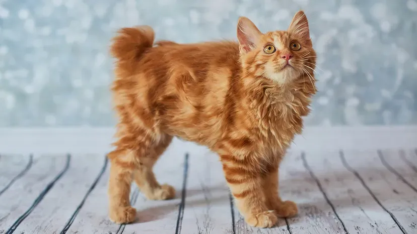 American Bobtail with bobbed tail