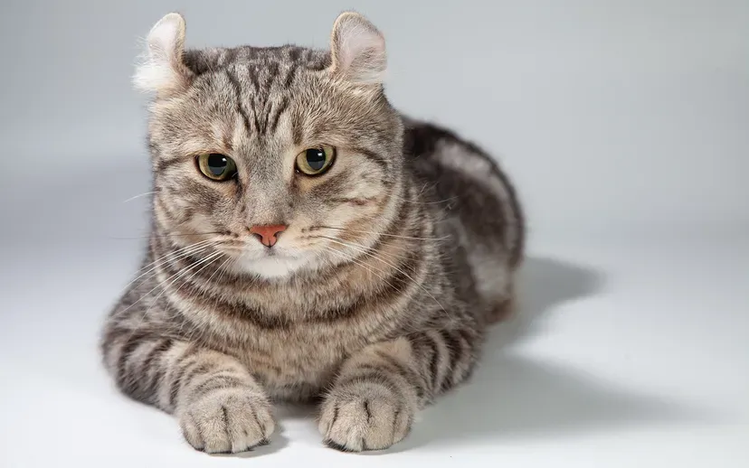 American Curl kitten with backward-folding ears and silky fur
