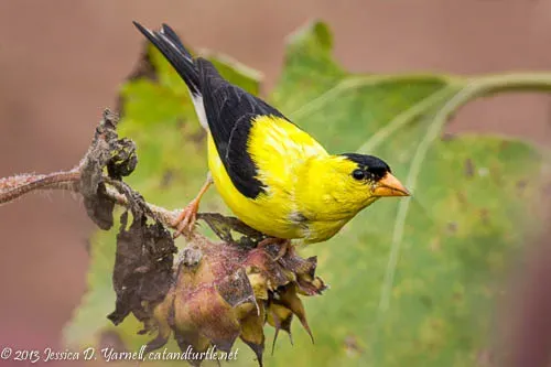 American Goldfinch eating sunflower seeds