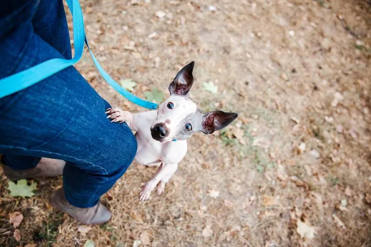 American Hairless Terrier puppy playfully jumping up on its owner's leg in a grassy area
