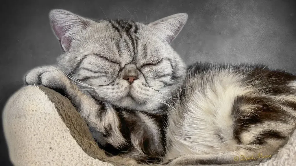 American Shorthair cat sleeping peacefully