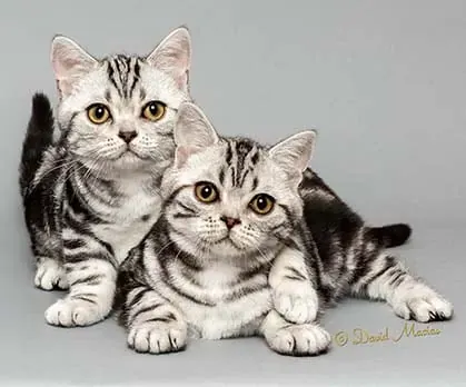 American Shorthair kittens available for adoption