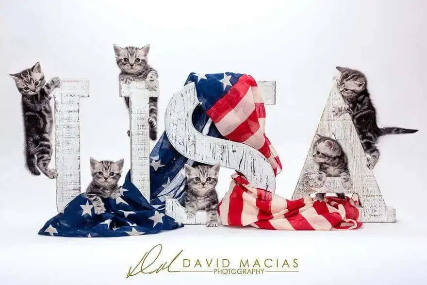 American Shorthair kittens lounging on a US flag