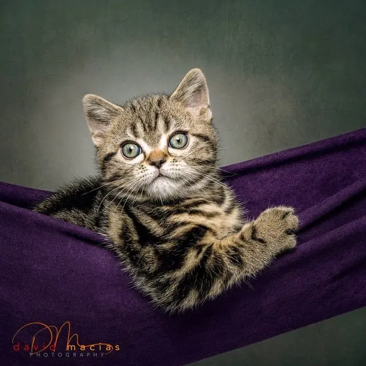 American Shorthair kittens relaxing on a hammock