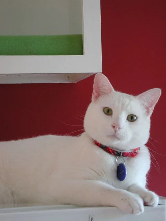 American Shorthair White