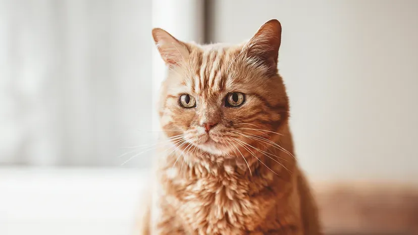 American Shorthair with robust build