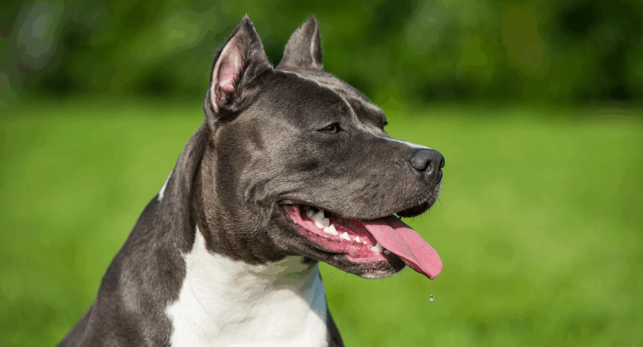 American Staffordshire Terrier as psychiatric service dog