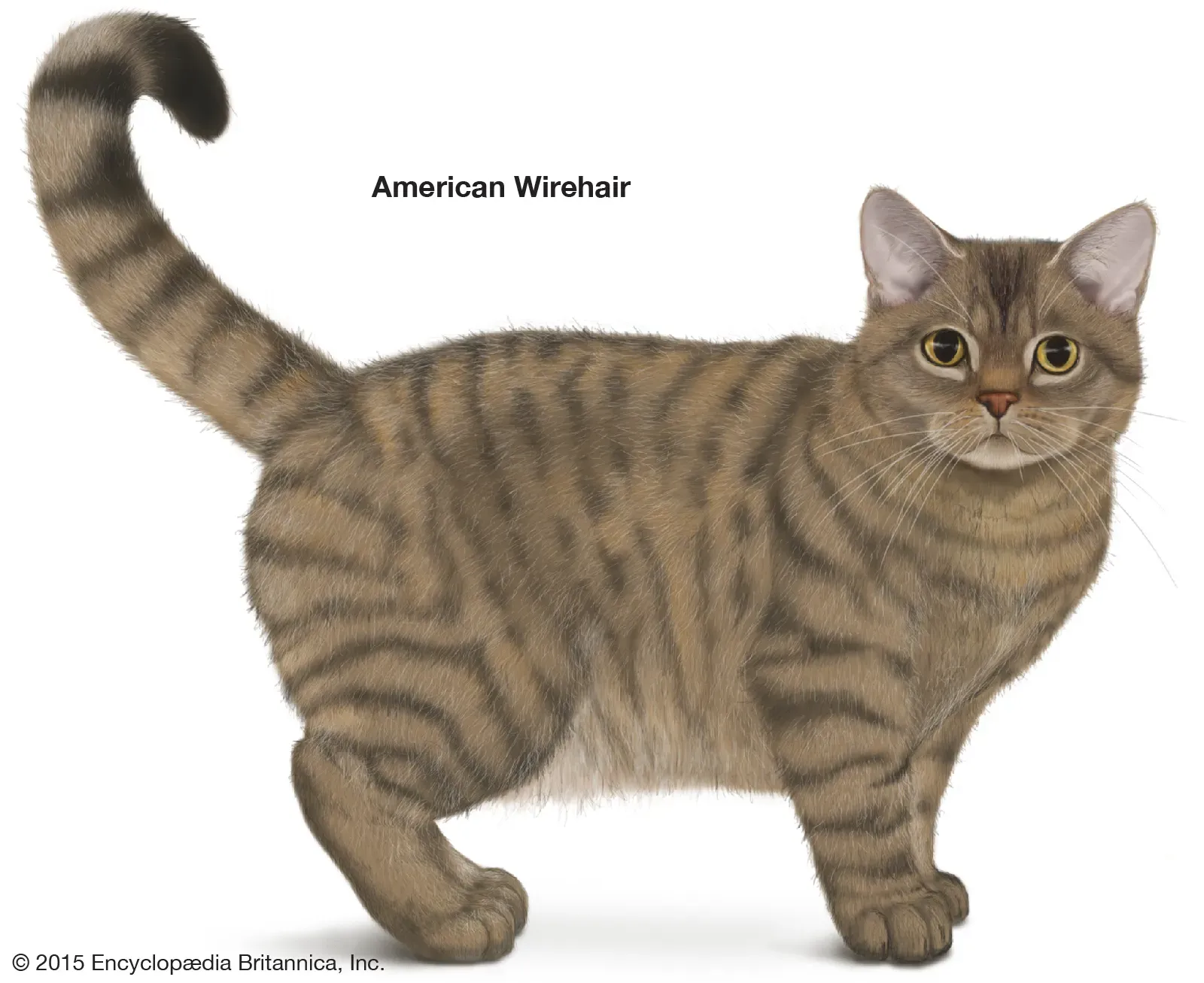 American Wirehair cat showcasing its curly coat