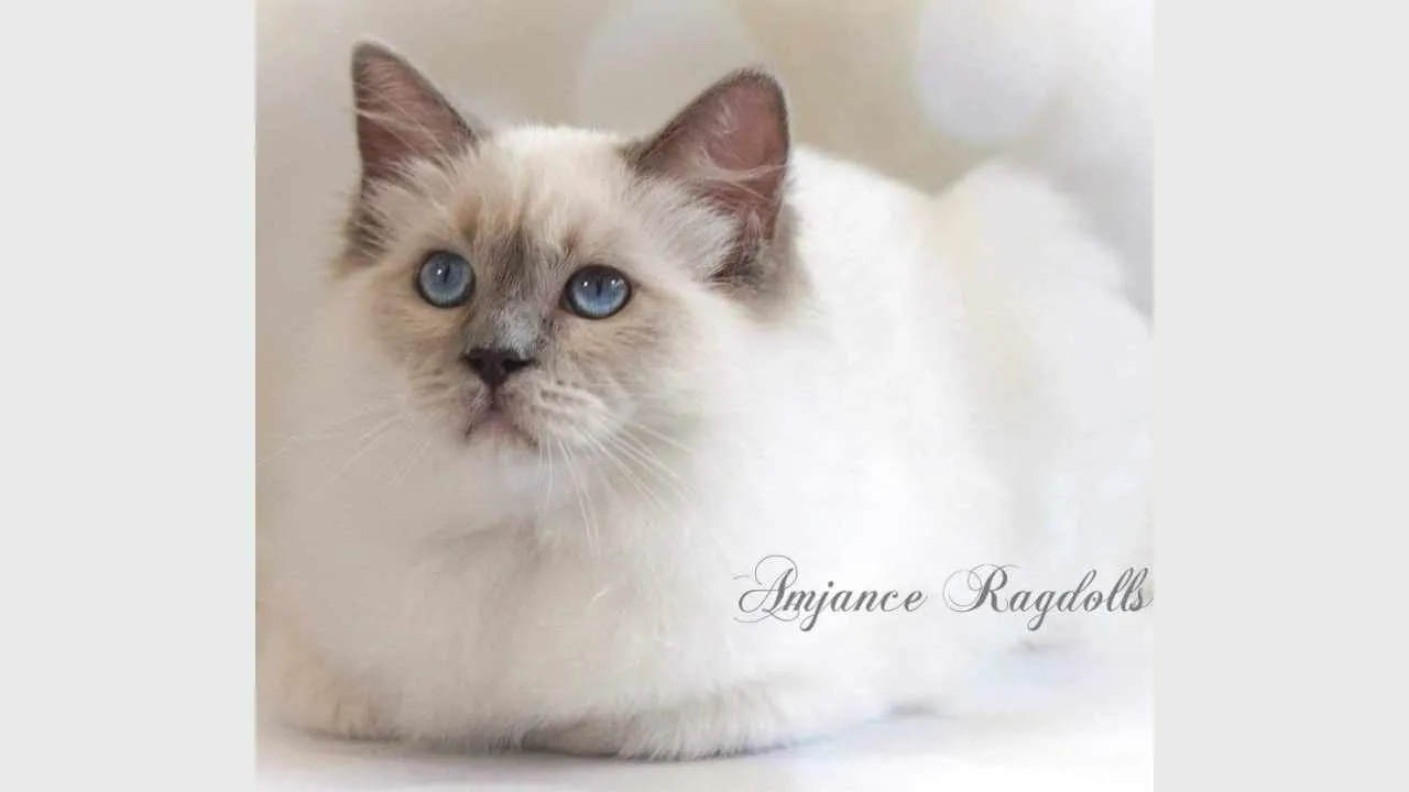 Amjance Frosted Lilly, 5-year-old lilac mitted female