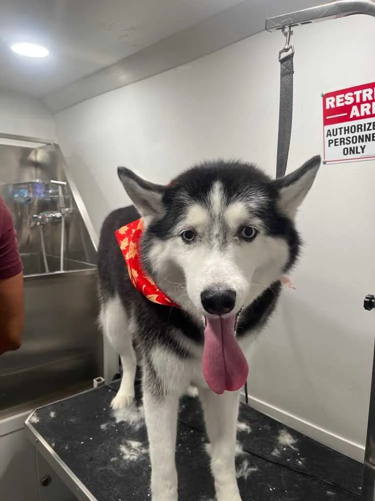 An 8-year-old Siberian Husky named Timber, with a well-groomed coat