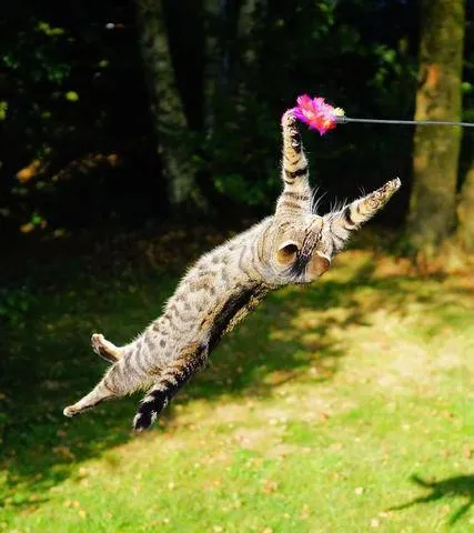 An active cat playing with a toy mouse, demonstrating how exercise helps improve a cat's gut health and overall fitness.