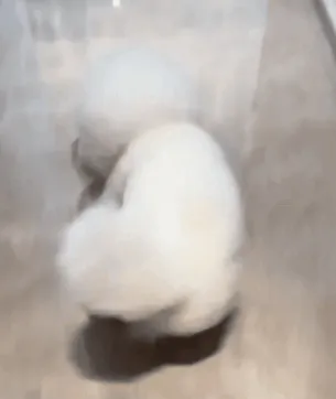 An active rolling ball with a tail bouncing energetically across a floor