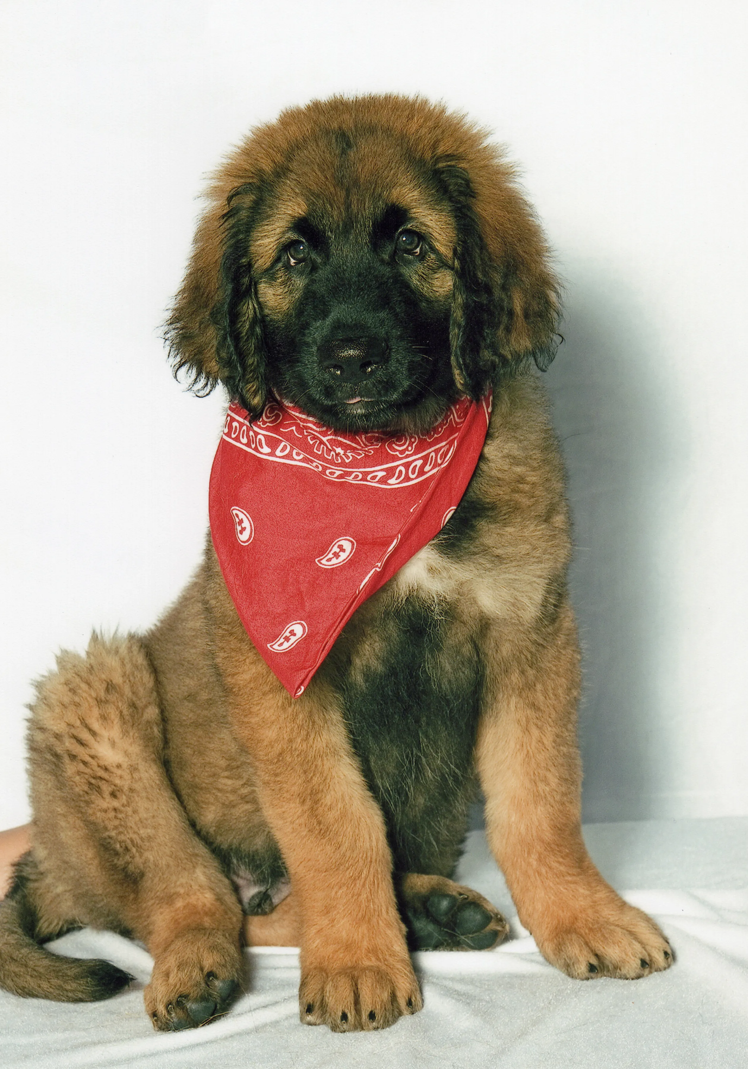 An adorable Australian Shepherd puppy wearing a bright red scarf, looking up with wide, curious eyes.