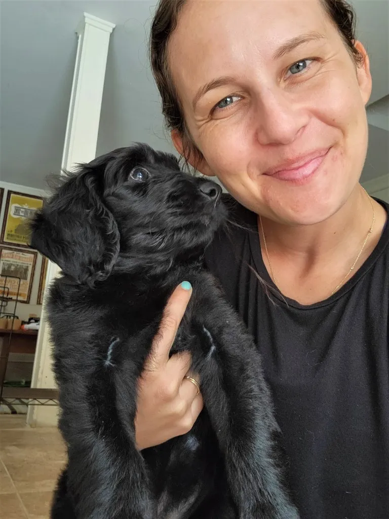 An adorable Labradoodle puppy, a common companion for rover pet walking services