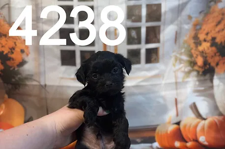An adorable Morkipoo puppy with soft, curly white fur looking towards the camera