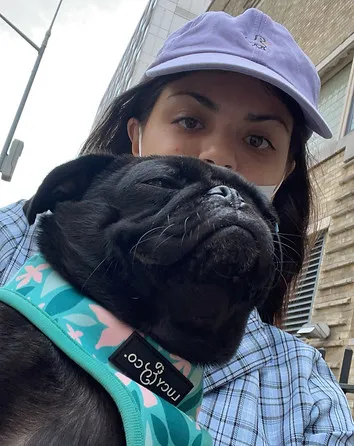 An adorable pug, carried in an actress's arms, looking around during its walk through the city streets.