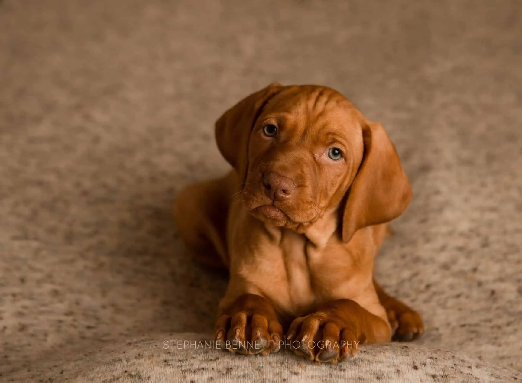 An adorable Vizsla puppy relaxing comfortably on a sturdy, extra-large dog bed.