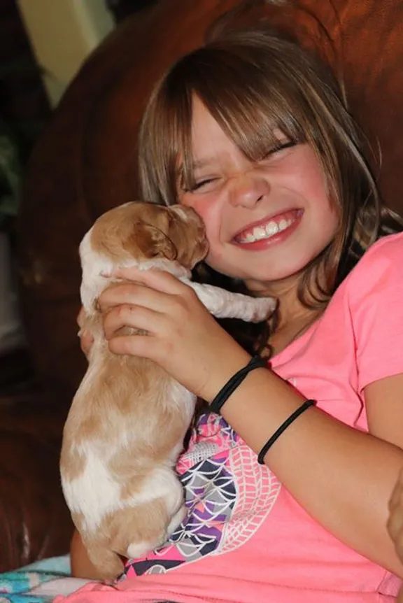 An adorable, well-socialized miniature Basset Hound puppy with floppy ears looking curious