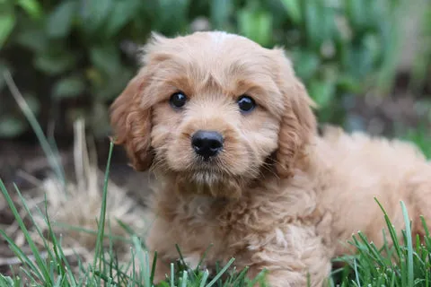 An adorable young puppy looking curious about its treats