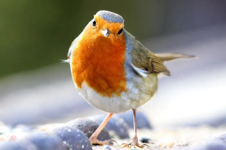 An adult European robin with its distinctive red breast and face, looking alert.