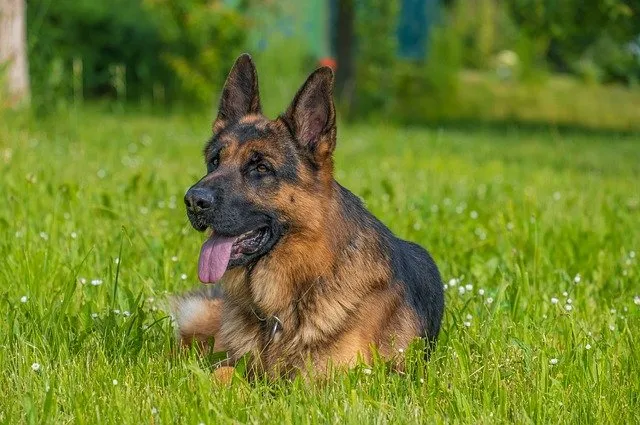 An adult German Shepherd standing alertly outdoors.