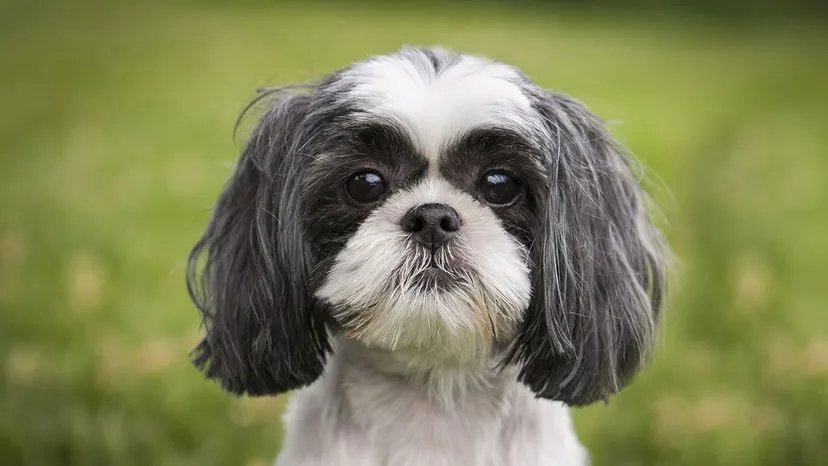 An affectionate Shih Tzu with long, luxurious fur and large, expressive eyes