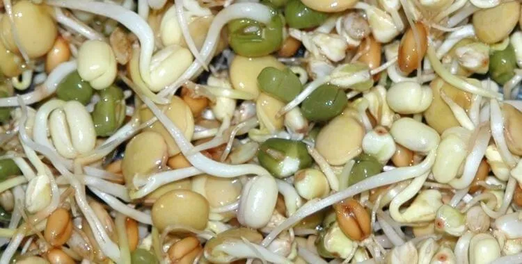 An African Grey parrot perched on a wooden branch, enjoying a piece of fresh fruit in a natural setting.