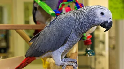 An African Grey parrot with grey feathers and a red tail perched on a person's finger, looking alert.
