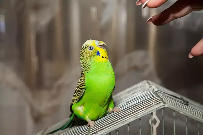 An aggressive budgie using its beak as a weapon during a territorial dispute