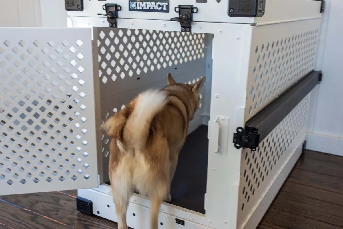 An Alaskan Klee Kai dog, Copper, comfortably entering his Impact Collapsible Dog Crate