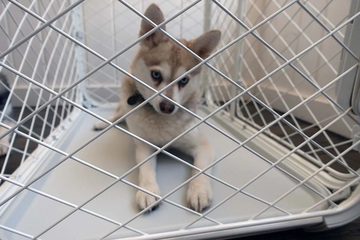 An Alaskan Klee Kai puppy, Copper, sitting inside the Diggs Evolv Dog Crate