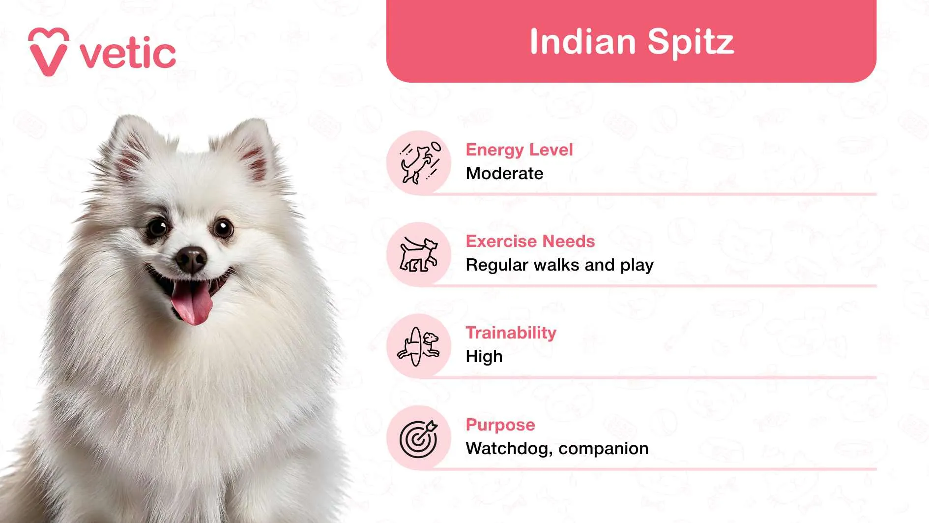 An alert and fluffy Indian Spitz, a loyal and playful native Indian dog breed, ideal for various family settings.