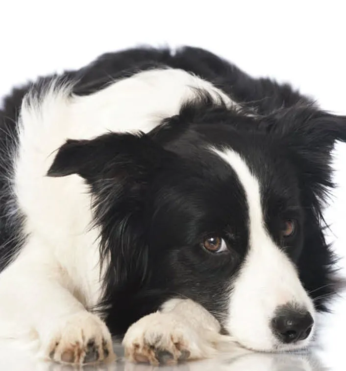 An alert and intelligent Border Collie dog looking intently