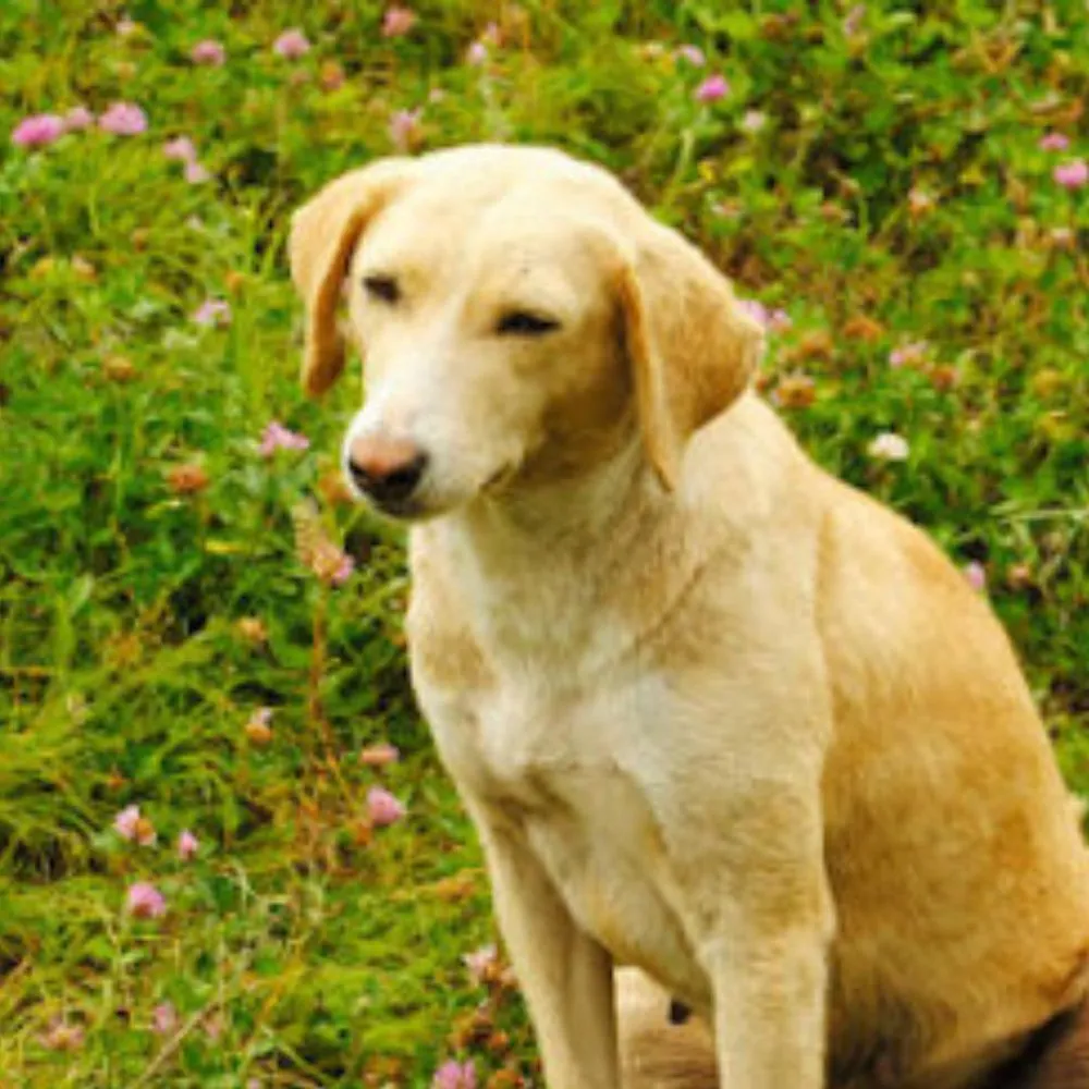 An alert Indian Pariah dog with a short brown coat and pricked ears