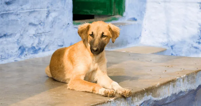 An alert Indian Pariah dog with short fur and pointed ears