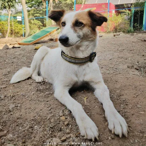 An alert Indie dog with erect ears and a short double coat, typical of Indian street dogs